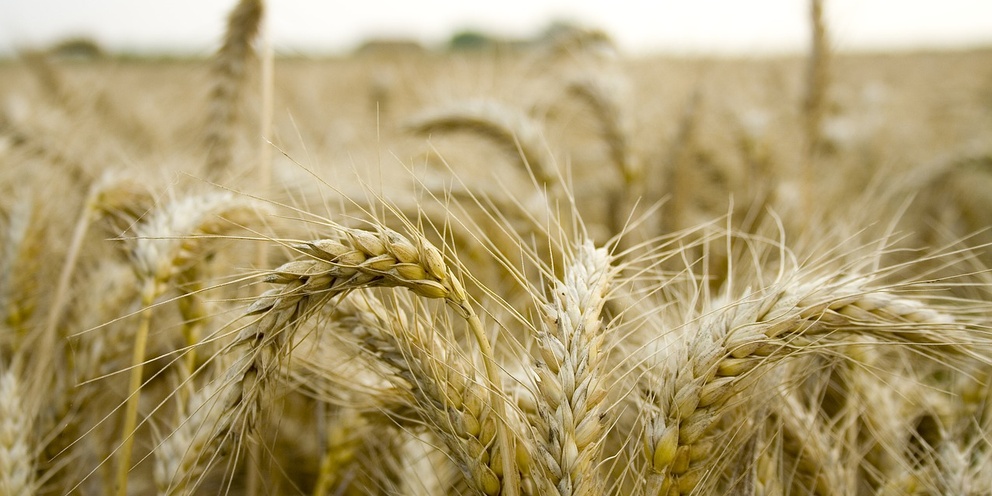 Куда отправляется казахстанское зерно нового урожая?